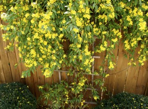 Yellow flowers on outdoor fence trellis